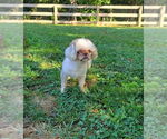 Small Shih Tzu