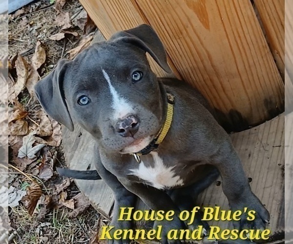 Medium Photo #1 American Pit Bull Terrier Puppy For Sale in DELAWARE, OH, USA