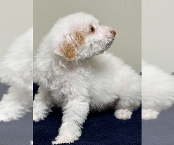 Medium Photo #19 Pom-A-Poo Puppy For Sale in OWINGS, MD, USA