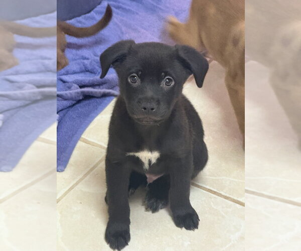 Medium Photo #1 Labrador Retriever-Unknown Mix Puppy For Sale in Osgood, IN, USA