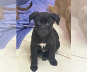 Labrador Retriever-Unknown Mix Dogs for adoption in Osgood, IN, USA