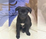 Small Labrador Retriever Mix