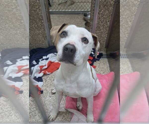 Medium Photo #1 American Pit Bull Terrier-Unknown Mix Puppy For Sale in Martinsburg, WV, USA