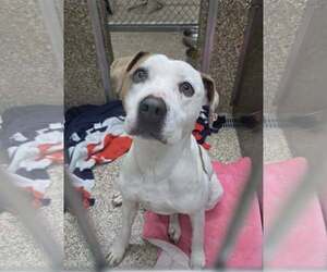 American Pit Bull Terrier-Unknown Mix Dogs for adoption in Martinsburg, WV, USA