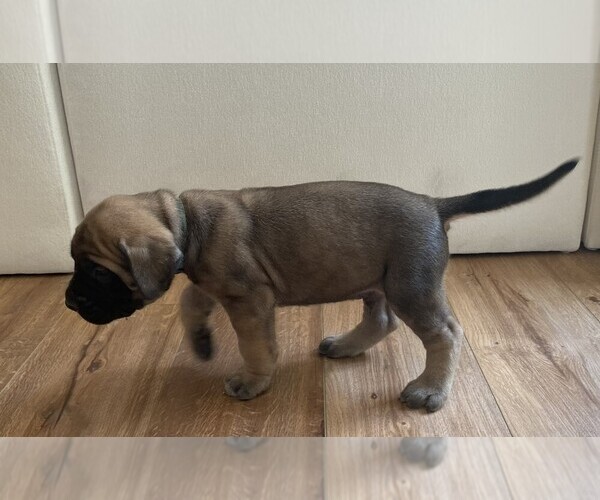 Medium Photo #29 Mastiff Puppy For Sale in CHESAPEAKE, VA, USA
