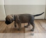 Small #28 Mastiff