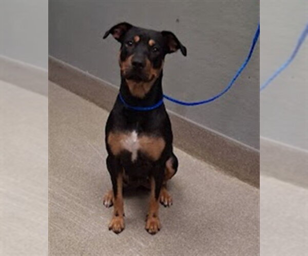 Medium Photo #1 Rottweiler-Unknown Mix Puppy For Sale in Las Vegas, NV, USA