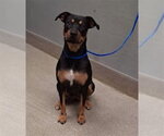 Small Rottweiler Mix