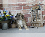 Embry - Female Poodle (Miniature) Puppy for Sale - Photo #8