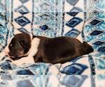 Small Photo #9 Border Collie Puppy For Sale in ELMENDORF, TX, USA