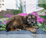 Small Photo #7 Cavachon Puppy For Sale in FRESNO, OH, USA