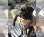 Small Photo #2 Boxer Puppy For Sale in ORLANDO, FL, USA