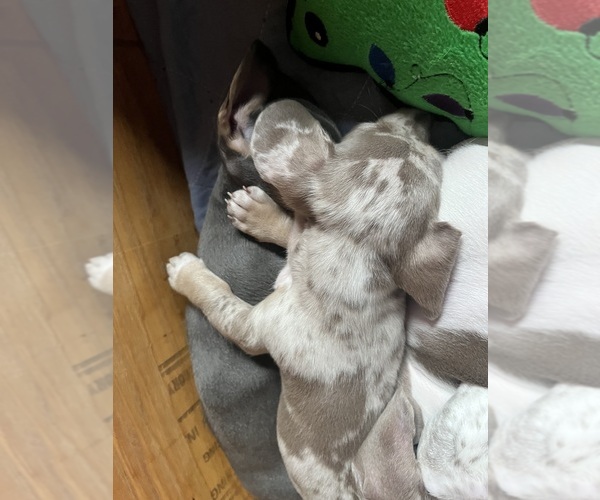 Medium Photo #28 Dachshund Puppy For Sale in LAKEBAY, WA, USA