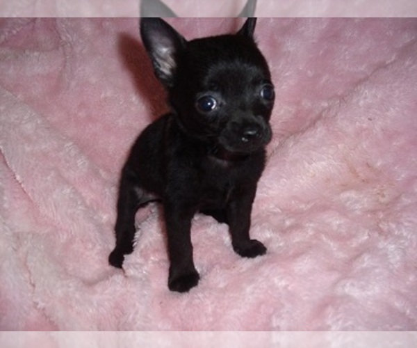 Medium Photo #3 Chihuahua Puppy For Sale in JACKSON, MS, USA