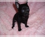 Small #2 Chihuahua
