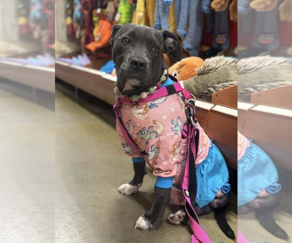 Medium Photo #3 American Pit Bull Terrier-Unknown Mix Puppy For Sale in Rochester, NY, USA