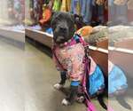 Small #2 American Pit Bull Terrier Mix