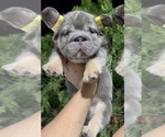 Small Photo #7 French Bulldog Puppy For Sale in JERSEY CITY, NJ, USA