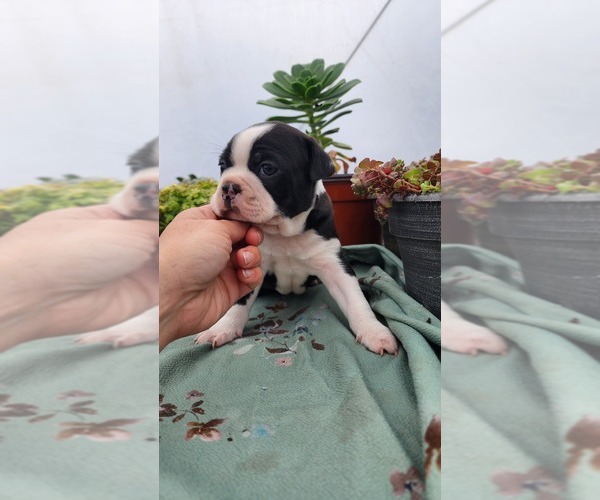 Medium Photo #3 Boston Terrier Puppy For Sale in GREENWOOD, WI, USA