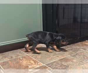 Doberman Pinscher Puppy for sale in QUINLAN, TX, USA