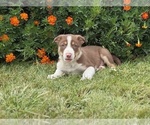 Small #5 Border Collie