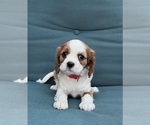 Puppy Lucy Cavalier King Charles Spaniel