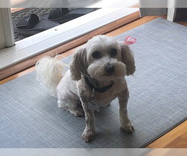 Medium Photo #1 Maltese-Unknown Mix Puppy For Sale in Corona, CA, USA