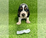 Small #2 Basset Hound