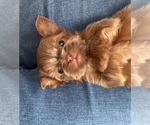 Puppy Buster Shih Tzu