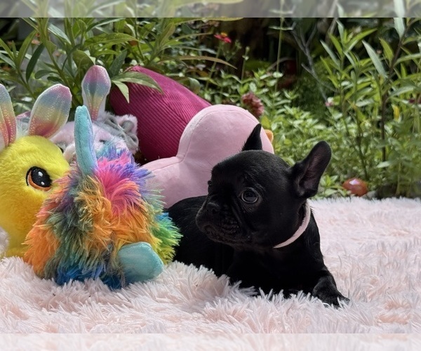 Medium Photo #18 French Bulldog Puppy For Sale in LEHIGH ACRES, FL, USA