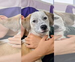 Emma’s Hopper - Male Mutt Dog for Adoption - Small photo