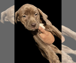 Puppy 5 American Pit Bull Terrier-Labrador Retriever Mix
