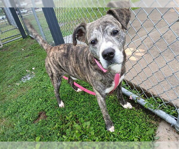 Medium Photo #3 American Pit Bull Terrier-Labrador Retriever Mix Puppy For Sale in Corpus Christi, TX, USA
