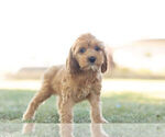 Small Photo #4 Cock-A-Poo Puppy For Sale in WARSAW, IN, USA