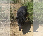 Small #3 Labrador Retriever Mix