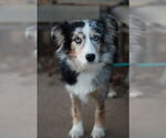 Small #3 Australian Shepherd