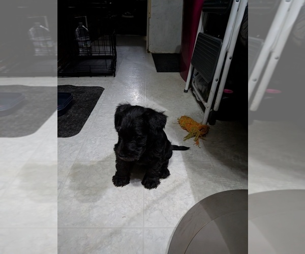 Medium Photo #3 Schnauzer (Miniature) Puppy For Sale in SHOW LOW, AZ, USA
