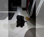 Litter of 2 - Male(s) and Female(s) Schnauzer (Miniature)Litter of Puppies for Sale - Photo #3