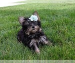 Small Photo #1 Yorkshire Terrier Puppy For Sale in FREDERICKSBURG, OH, USA