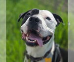Small #1 American Pit Bull Terrier Mix