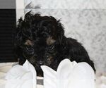 Small Photo #3 Poodle (Toy)-Yorkshire Terrier Mix Puppy For Sale in FAYETTEVILLE, NC, USA