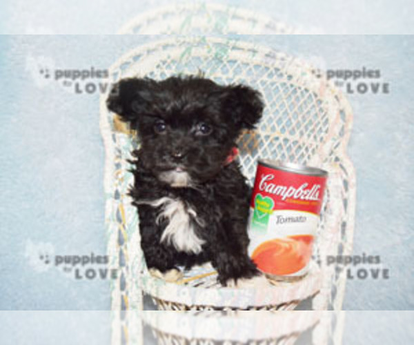 Medium Photo #15 Maltipoo Puppy For Sale in SANGER, TX, USA