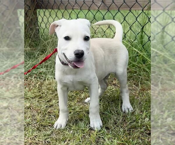 Medium Photo #5 Labrador Retriever Puppy For Sale in Tarrytown, GA, USA