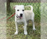 Small #4 Labrador Retriever