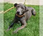 Small #1 American Staffordshire Terrier-Weimaraner Mix