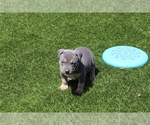 Puppy Puppy 11 Purple American Bully