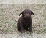 Small Photo #3 Labradoodle Puppy For Sale in MEMPHIS, MO, USA