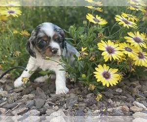 Cocker Spaniel Puppy for sale in QUEEN CREEK, AZ, USA