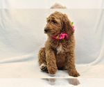 Small Photo #7 Goldendoodle Puppy For Sale in PRESCOTT VALLEY, AZ, USA