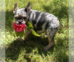 Image preview for Ad Listing. Nickname: Bella